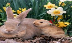 2023年必倒霉的生肖 属龙人运势较为低迷