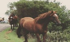 2023兔年犯冲的生肖 属马人破太岁