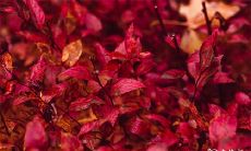 91年11月7日是什么命 农历十月初二出生命运