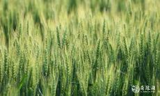 91年4月9日是什么命 农历二月二十五出生命运