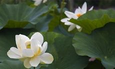 91年11月5日是什么命 农历九月二十九出生命运