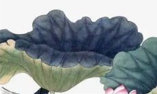 过节接媳妇有什么讲究 新媳妇过年怎么过