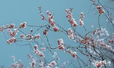 91年11月3日是什么命 农历九月二十七出生命运