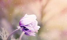 91年11月2日是什么命 农历九月二十六出生命运