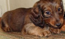 任加珍姓名评分101分