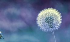 91年10月31日是什么命 农历九月二十四出生命运