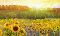 什么星座对生活有情趣生活幸福快乐