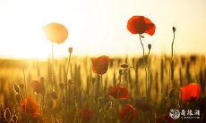 91年10月29日是什么命 农历九月二十二出生命运