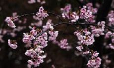 十二星座中谁是可爱娃娃脸的星座