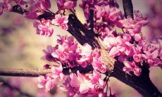 贲金凤姓名评分65分