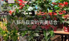 八卦与现实的完美结合
