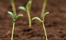 2023年有姻缘的八字日柱 己卯日柱巧遇良缘