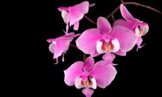 孟绍杰姓名评分86分