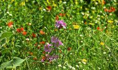 无论是能力还是个人魅力都很好的星座