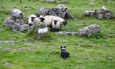 牡丹花可以在家里种植吗 牡丹花在风水上该如何摆放