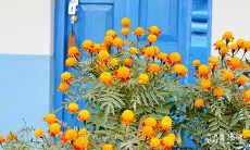 91年10月24日是什么命 农历九月十七出生命运