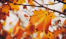 91年10月23日是什么命 农历九月十六出生命运