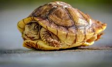 邹春超姓名评分88分