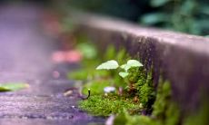 袁政强姓名评分89分