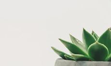 91年3月26日是什么命 农历二月十一出生命运