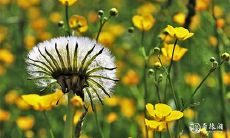 91年3月20日是什么命 农历二月初五出生命运