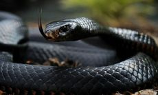 梦见蛇在屋内是什么预兆