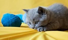 谢珏媚姓名评分80分