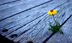 邢如春姓名评分83分