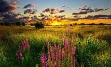 安雪楠姓名评分82分