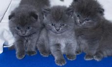 霍增欣姓名评分98分