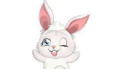 属兔和什么属相最配