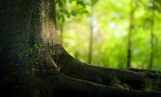 安本梅姓名评分89分