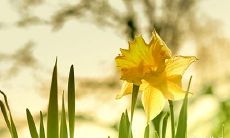 91年3月19日是什么命 农历二月初四出生命运