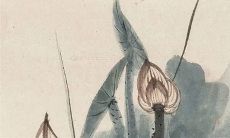 2023年4月1日出生的属兔女孩是什么命，男宝宝八字命运分析