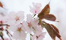 91年10月10日是什么命 农历九月初三出命运