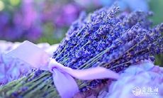 91年10月9日是什么命 农历九月初二出命运