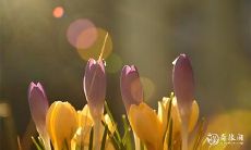 91年10月8日是什么命 农历九月初一出命运