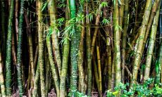 2023年最红的生肖 生肖龙利于项目合作利于学习进修