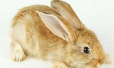 属兔的女生和属牛的男生结婚好吗 是否般配