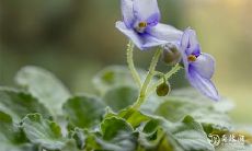 91年10月4日是什么命 农历八月二十七出命运