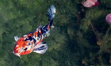 402房号吉凶查询 凶房怎么办