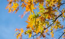 91年10月3日是什么命 农历八月二十六出命运