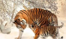 正月初七出生的女孩命硬2023年 女命福禄事事如意