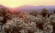 正月初七出生好不好2023年 会有锦绣前程