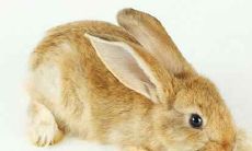 属兔农历七月出生命运如何 农历7月出生的属兔人命好吗