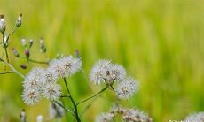 91年9月27日是什么命 农历八月二十出命运