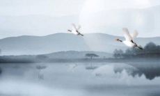 过年挂中国结的寓意 团圆美满迎好运