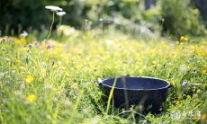 母亲属蛇女儿属猪相克吗 属蛇哪一年有子女缘