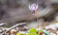 91年9月25日是什么命 农历八月十八出命运