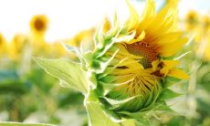 纪苏和姓名评分74分